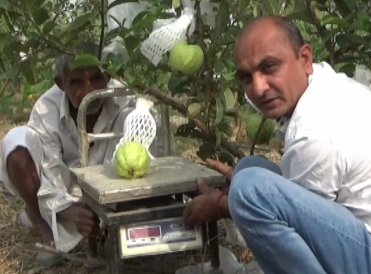 वैज्ञानिक खेती से लाखों कमा रहा किसान, बाग में उगाए 800 ग्राम के अमरूद