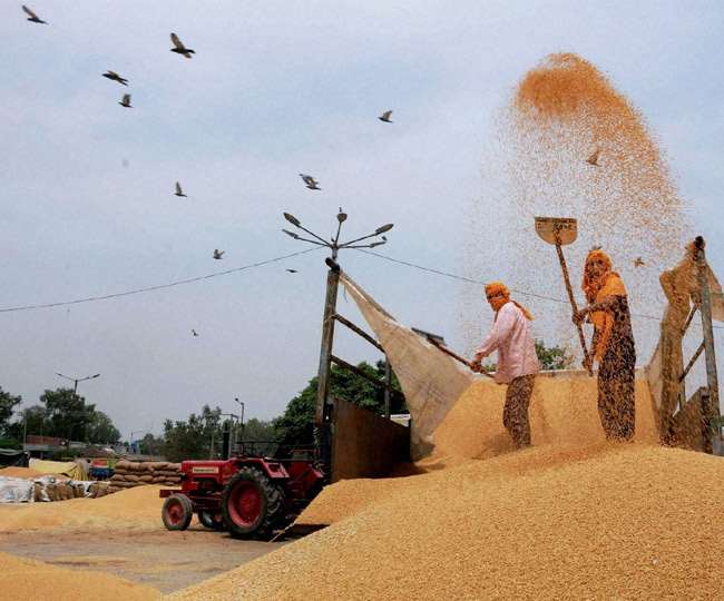 मोदी सरकार का किसानों को बड़ा तोहफा, रबी फसलों के MSP में वृद्धि, सीएम बोले-किसानों के लिए गंभीर सरकार