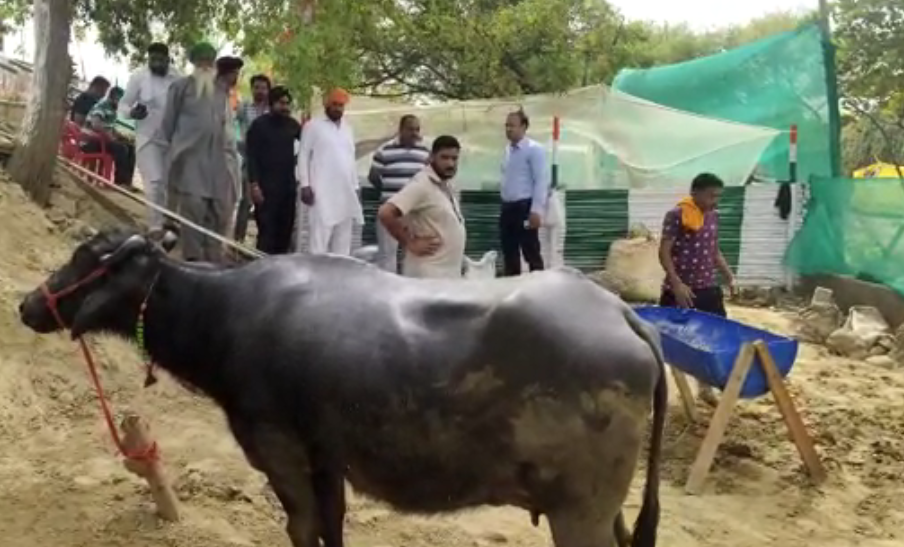 टिकरी बॉर्डर पर भैंस ले आए किसान, कहा मांग पूरी होने तक नहीं जाएंगे