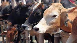 Police Arrested 2 People with Cow: राजस्थान से गुजरात ले जा रहे गोवंश के साथ पुलिस ने 2 लोगों को किया गिरफ्तार