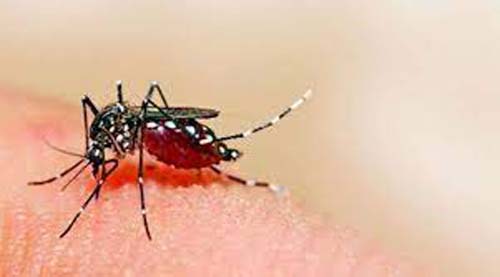 Dengue In Haryana हालात खराब, हररोज 150 मामले सामने आ रहे