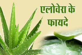 Know the Advantages and Disadvantages of Aloe Vera जानिए एलोवेरा के फायदे और नुकसान