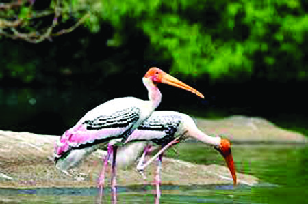 Exotic Birds in Haryana छिलछिला वन्य जीव विहार में सुनाई देने लगा मेहमान पक्षियों का कलरव