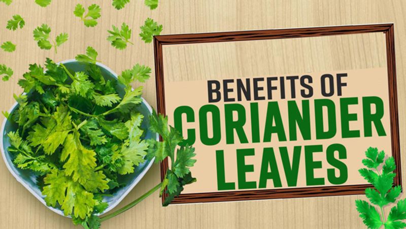 Green Coriander is Beneficial for Our Health हरा धनिया हैं हमारी सेहत के लिए फायदेमंद