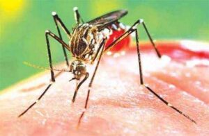 Dengue Update in Panchkula