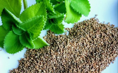 Ajwain Leaves Benefits : कई बीमारियों को दूर सकती हैं अजवायन की पत्तियां, जानिए इसके फायदे