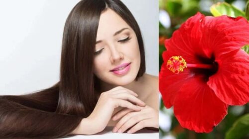 Hibiscus Flower for Hair: गुड़हल का फूल बालों के लिए बहुत ही लाभकारी, बालों को झड़ने से रोकता है