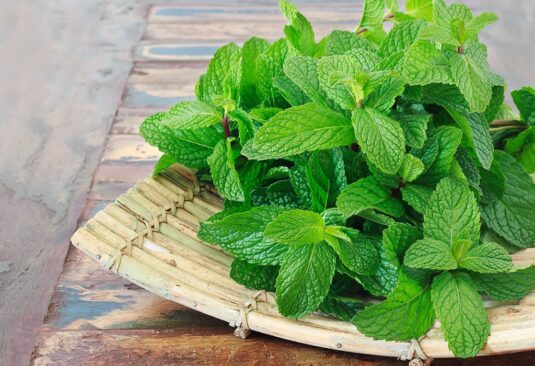 Benefits of Mint Leaves : पुदीने की पत्तियाें में छिपा है कई रोगा का इलाज, जानें