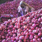 Onion Price