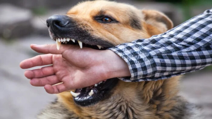 Punjab-Haryana High Court Decision on Dog Bites