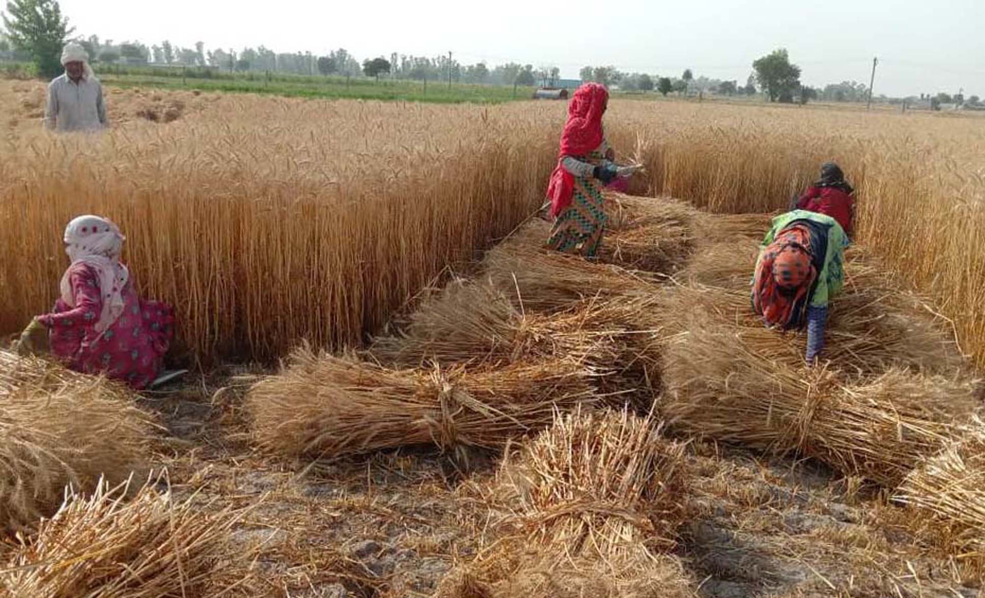 Disputed Crop Of Haryana-UP Farmers : हरियाणा-यूपी के किसानों की विवादित फसल को दोनों राज्यों के अधिकारियों ने कटवाकर कब्जे में लिया 