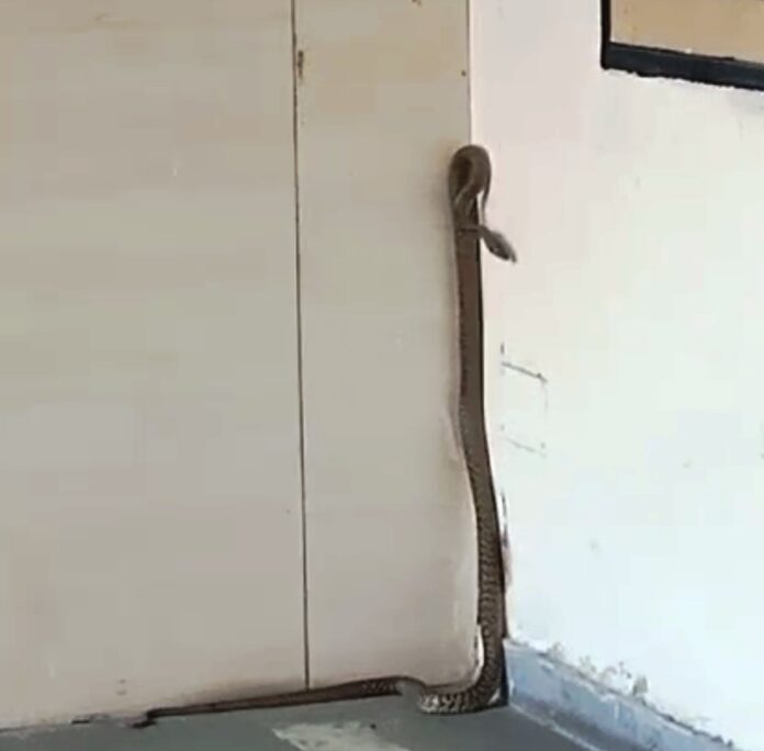 Snake Entered SDM Office