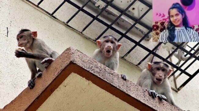 Monkeys Attacks Student : करनाल में बंदरों के हमले से छात्रा तीसरी मंजिल से गिरी, मौत