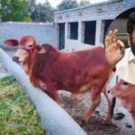 Maharashtra Govt On Indigenous Cow