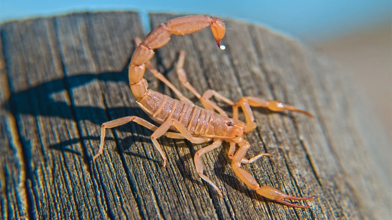 Scorpion Sting: पति को बिच्छू ने ऐसी जगह काटा, पत्नी की देख हालत हुई खराब, बोली – बर्बाद हो गई लाइफ