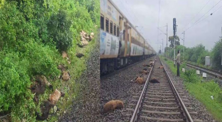 Tragic Accident on Sonipat Railway Track : शताब्दी ट्रेन की चपेट में आईं कई गायें