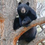 Bear Attack in Chamba