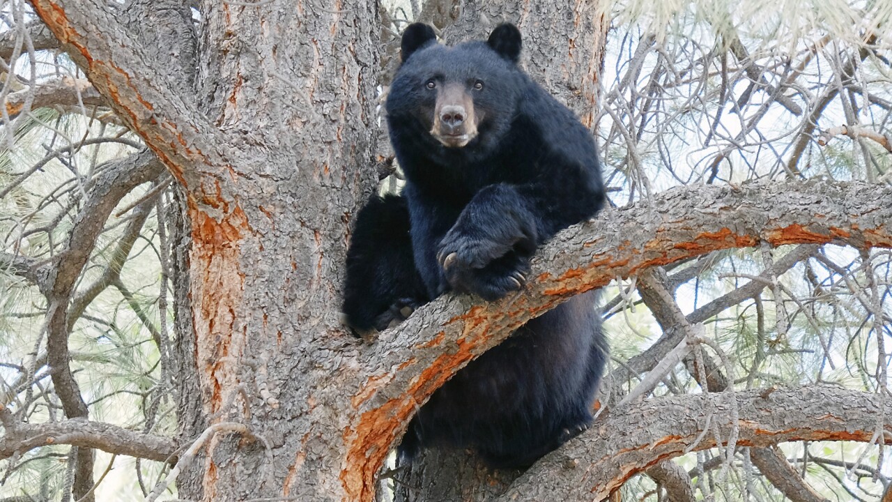 Bear Attack in Chamba : आदमखोर भालू के हमले में महिला की मौत, एक घायल