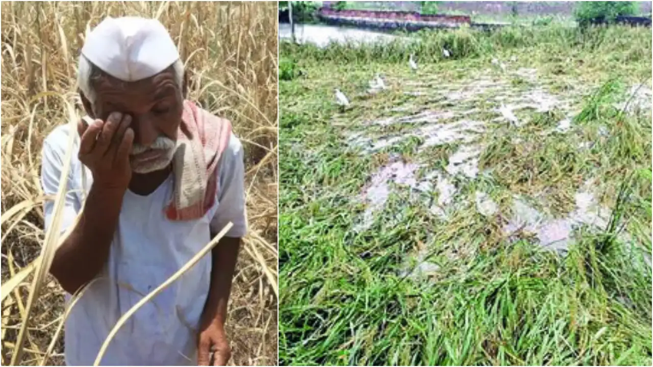 Heavy Rain in Haryana: भारी बारिश के कारण किसानों को बड़ा नुक्सान, हरियाणा के कई जिलों में हुआ जलभराव