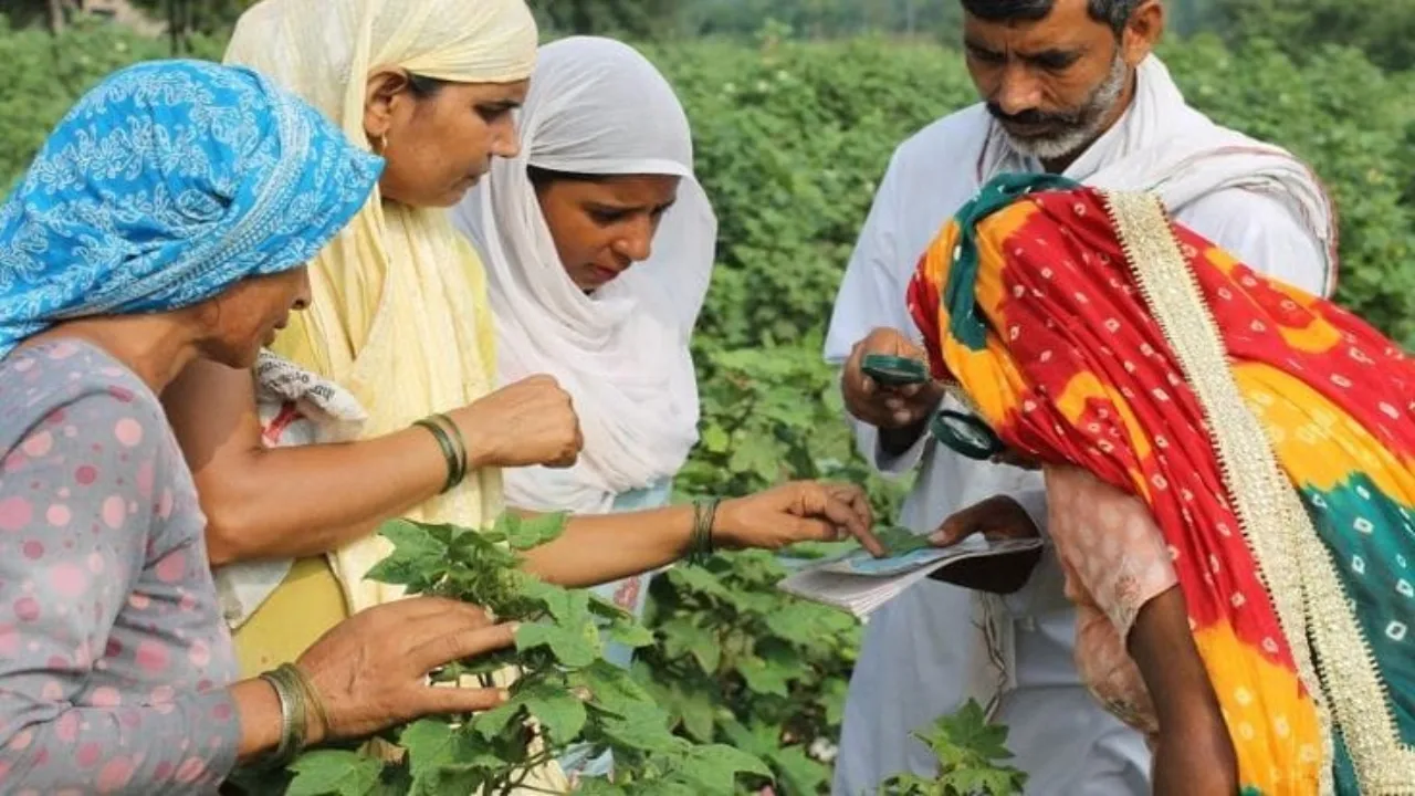 Haryana Farmers: हरियाणा के किसानों की मेहनत इस बार रंग लाई, अगर जान लेंगे मुनाफ़ा तो हो जाएंगे हैरान