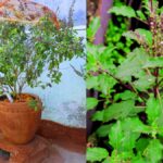 Vastu Tips for Plants