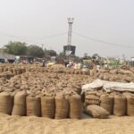 Karnal Paddy Procurement