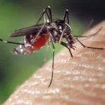 Dengue-Malaria Cases