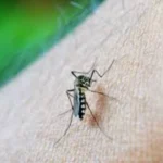 Dengue Cases