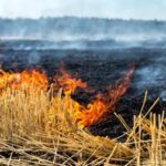 Paddy Crop Residue