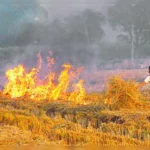 Stubble Burning (1)