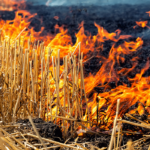 Stubble Burning