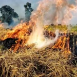 Stubble Burning