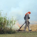 Stubble Burning (3)