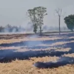 Stubble Burning