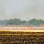 Stubble Burning