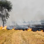 Stubble Burning