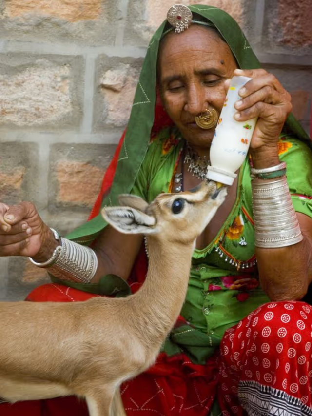 बिश्नोई समाज का जानवरों से इतना गहरा रिश्ता क्यों है?