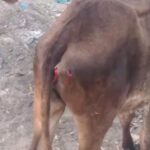 Deadly Attack On Calf