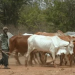 Cattle Keepers