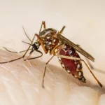 Dengue in Haryana