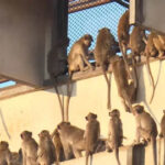 Monkeys Attack in Jind