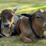 Punganur Cow