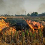 Stubble Burning