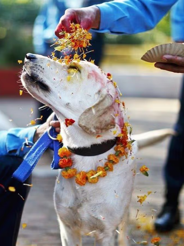 क्या है ‘कुकुर पूजा’? दिवाली पर हिंदुओं का अनोखा त्योहार