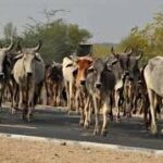 21st Livestock Census