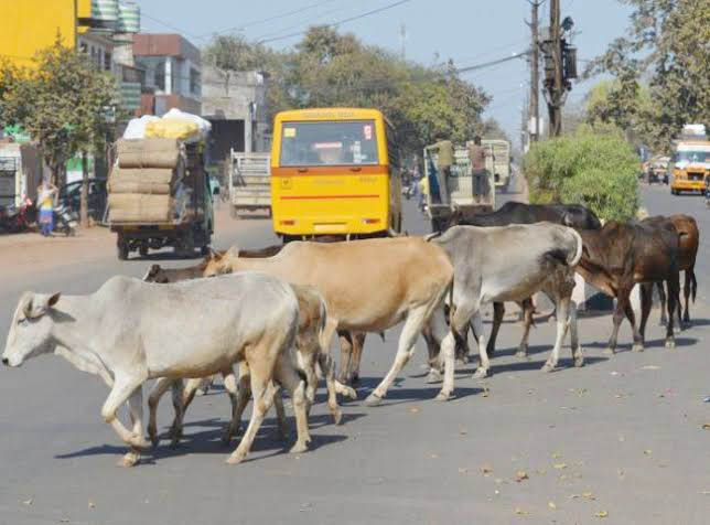 Bhiwani : खुले में गौवंश छोड़ा तो अब खैर नहीं, जानिए इतना देना पड़ेगा जुर्माना