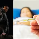 lassa fever