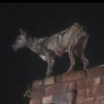 Hyena Seen In Panipat