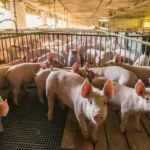 Pig Farming Scheme