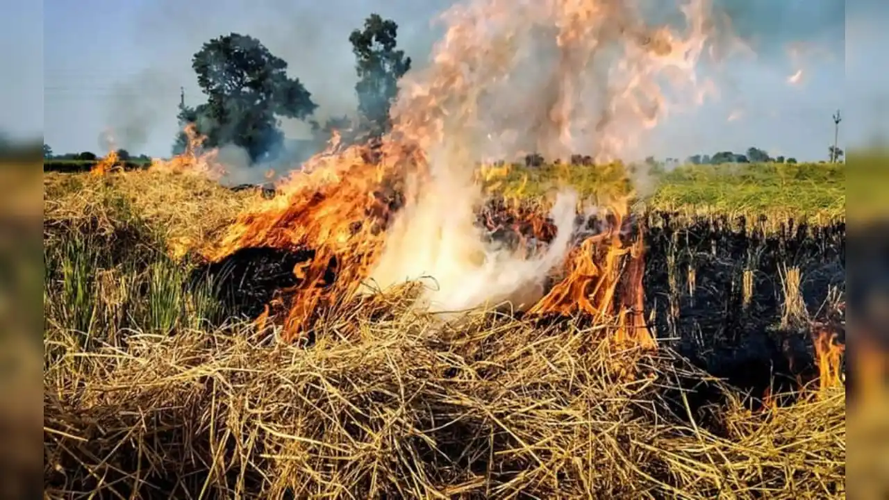 Stubble Burning: जींद में पराली जलाने के मामलों में बढ़ोतरी, 163 किसानों के खिलाफ FIR और जुर्माना